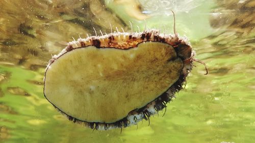 Close-up of caterpillar on the sea