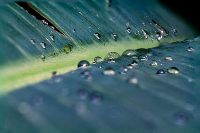 Close-up of raindrops on leaves