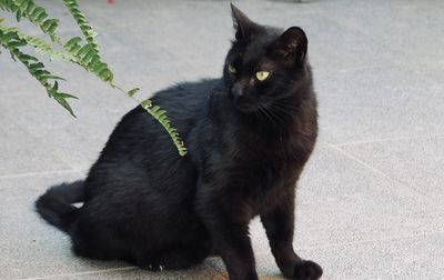 Black cat looking away while sitting outdoors