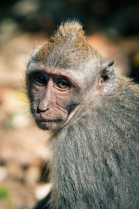 Close-up portrait of gorilla looking away