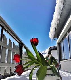 Low angle view of red flowers against sky