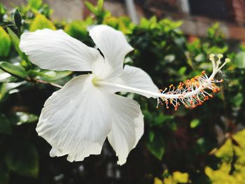 Close-up of white flowering plant