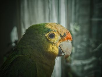 Close-up of a bird looking away