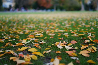 Close-up of fallen leaves on field