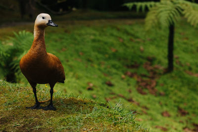 Full length of a bird on field