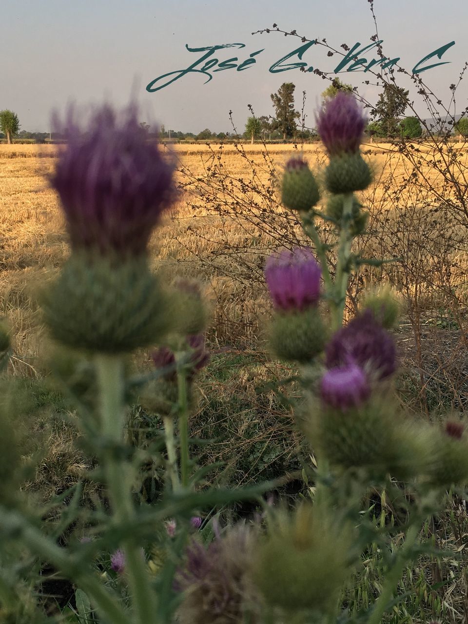 flower, growth, freshness, field, plant, beauty in nature, fragility, nature, focus on foreground, rural scene, blooming, stem, agriculture, flower head, close-up, thistle, sky, day, outdoors, wildflower