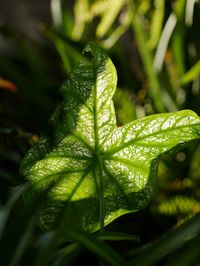 Close-up of wet plant leaves