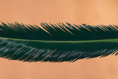 Close-up of leaf against beige background
