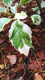 Close-up of autumn leaves