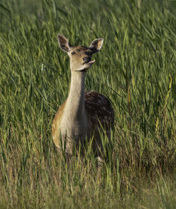 Portrait of deer on grass