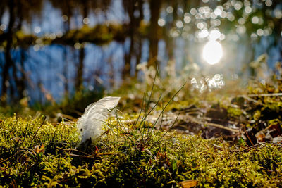 Close-up of bird in water