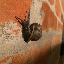Close-up of snail