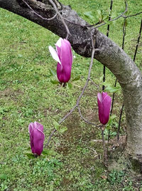 Close-up of pink flowers