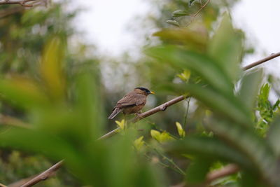 A little hair bird sitting in garden in day with green blur gradient background, bird watching