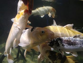 Close-up of fish swimming in sea