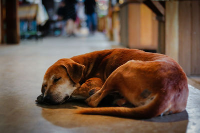 Dog sleeping