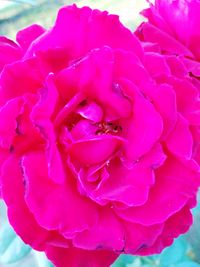 Close-up of pink rose blooming outdoors