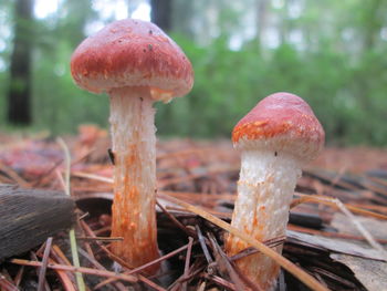 Close-up of fly agaric mushroom