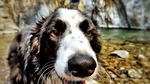 Close-up portrait of dog