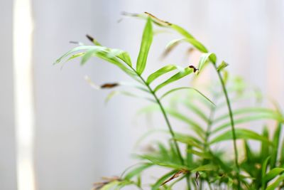 Close-up of plants at home