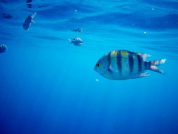 Fish swimming in sea