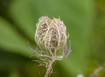 Close-up of wilted flower