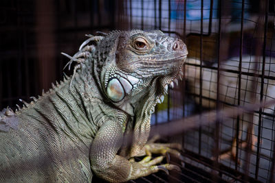 Close-up of iguana in cage at zoo