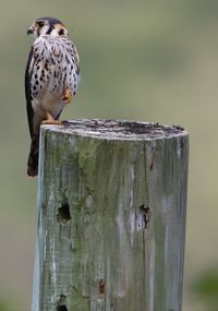 Bird perching on wooden post