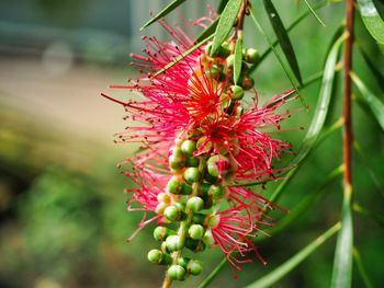 Close-up of red berries on plant