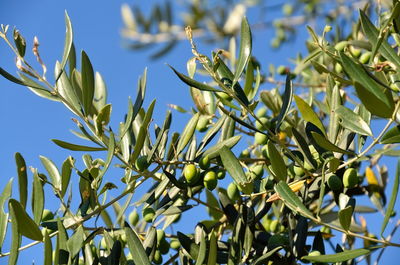 Low angle view of fruits growing on tree against sky