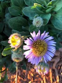 Close-up of flowers blooming outdoors