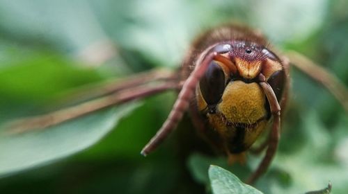 Close-up of insect on plant