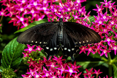 Close-up of butterfly pollinating on pink flower