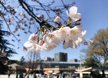 Close-up of white cherry blossom tree