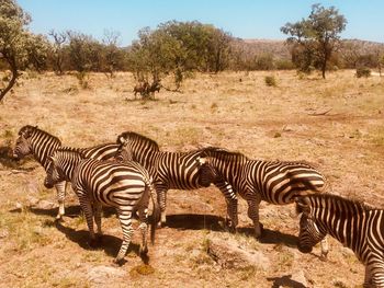 Zebra standing on field