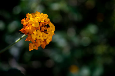 Close-up of yellow marigold flower