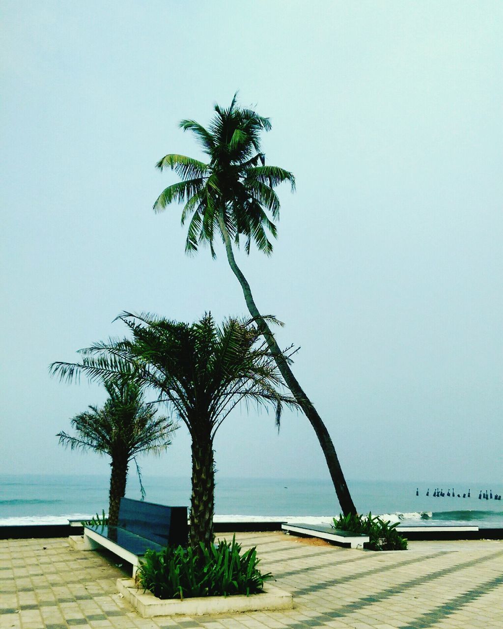 palm tree, tropical climate, water, tree, sky, sea, plant, nature, growth, horizon over water, no people, scenics - nature, beauty in nature, horizon, clear sky, day, tranquility, tranquil scene, copy space, outdoors, swimming pool, coconut palm tree