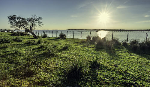 Old cork oak tree quercus suber on the shores of the lake with morning sun light an horizon and sun