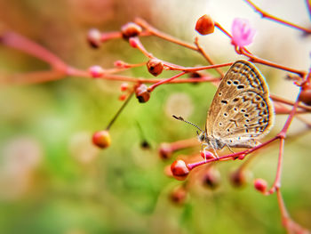 Close-up of butterfly pollinating on flower