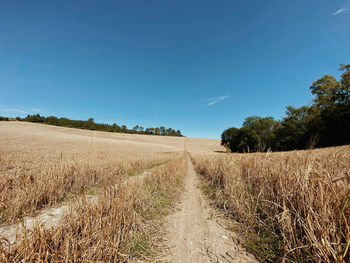 Scenic view of field against clear blue sky