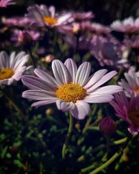 Close-up of purple flowering plants