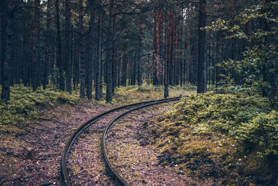 Dirt road amidst trees in forest