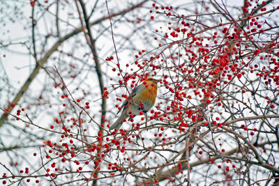 Bird perching on tree