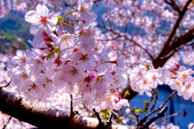 Close-up of pink cherry blossoms in spring