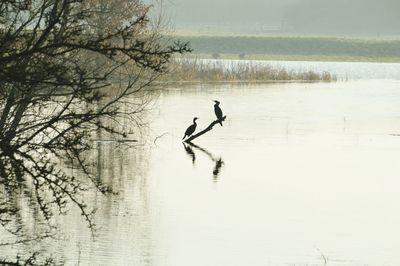 Reflection of trees in water