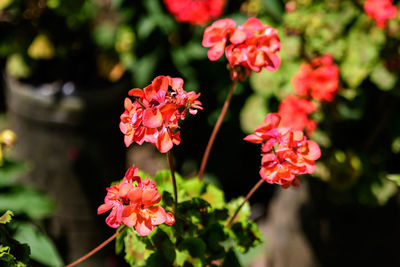 Vivid red pelargonium flowers known as geraniums or storksbills and green leaves in a garden pot 