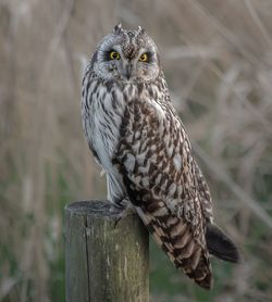 Close-up of owl perching on wooden post