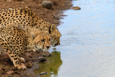 Cheetah in lake