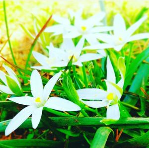 Close-up of flowers blooming in field