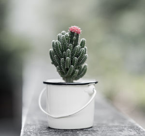 Close-up of cactus